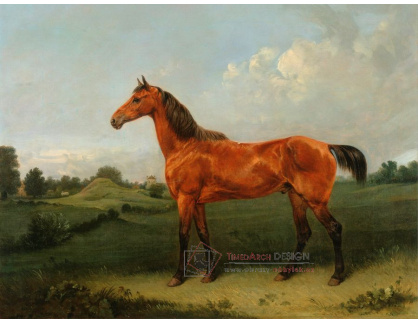 SO XI-377 Edmund Bristow - Kůň v oboře