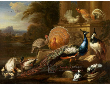 SO XII-292 Marmaduke Cradock - Pávi, holubice, krůty, kuřata a kachny