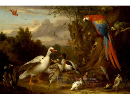 SO V-486 Jakob Bogdani - Papoušci a další ptáci v krajině