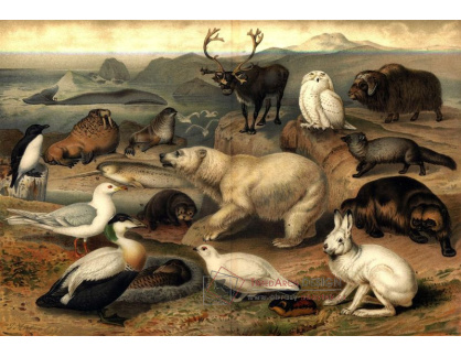 SO VI-142 Neznámý autor - Arktická fauna