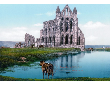 Fotochrom VF 321 Zřícenina kláštera Whitby Abbey, Anglie