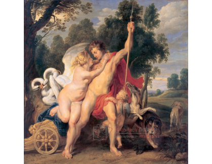 VRU174 Peter Paul Rubens - Venuše a Adonis