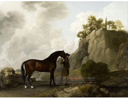 SO X-439 George Stubbs - Arabský hřebec