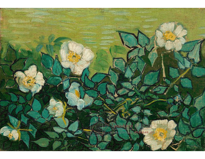 VR2-281 Vincent van Gogh - Divoké růže