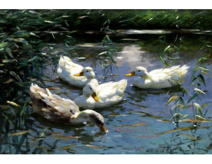 SO VI-196 Alexander Koester - Čtyři kachny na rybníku