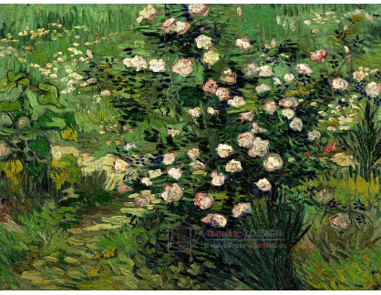 VR2-72 Vincent van Gogh - Kvetoucí keř růží