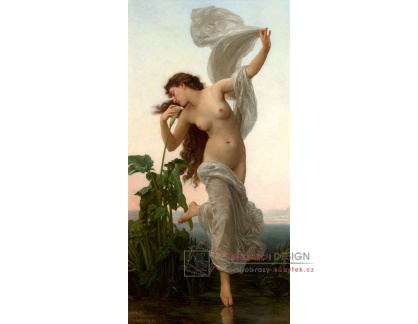 D-8430 William Adolphe Bouguereau - Aurora