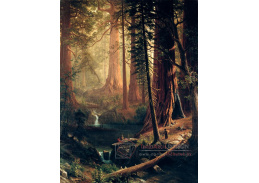 XV-52 Albert Bierstadt - Obří borovicové stromy Kalifornie