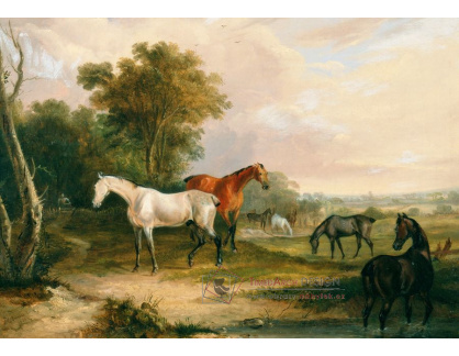 SO XI-499 Francis Calcraft Turner - Pasoucí se koně