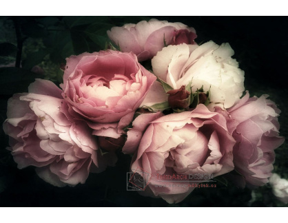FLOWERS I, skleněný obraz 120x80 cm