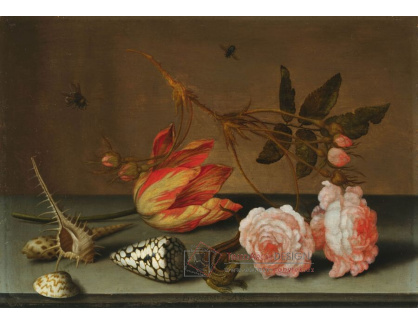 A-8302 Balthasar van der Ast - Zátiší s tulipánem, růžemi, mušlemi a ještěrkou na kamenném podstavci