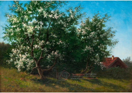 KO IV-312 Lars Tore Theodor Billing - Kvetoucí ovocné stromy