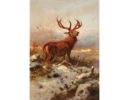 A-7731 Anton Schrödl - Řvoucí jelen v zimním večerním slunci
