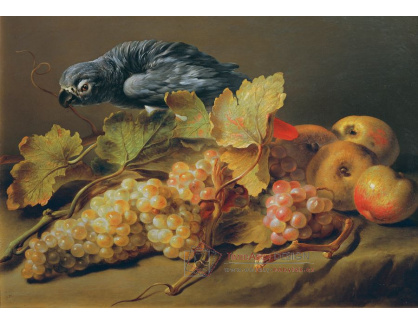 D-7153 Erasmus von Engert - Zátiší s papouškem a hrozny
