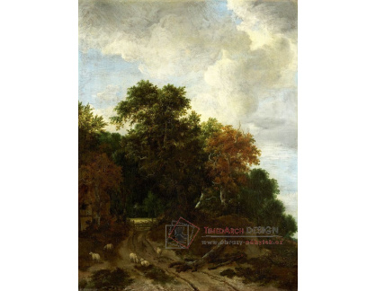A-2653 Jacob van Ruisdael - Lesní krajina