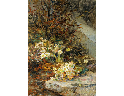 A-991 Olga Wisinger-Florian - Sněhové růže