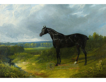 KO IV-206 John Frederick Herring - Černý kůň v krajině