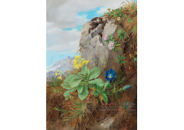 A-908 Anna Stainer-Knittel - Alpské květiny