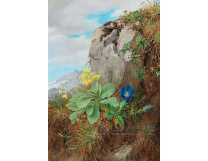 A-908 Anna Stainer-Knittel - Alpské květiny