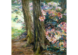 VSO1387 Clara Voortman - Rododendrony v zahradě
