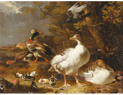 A-1800 Melchior Hondecoeter - Husy a kachny