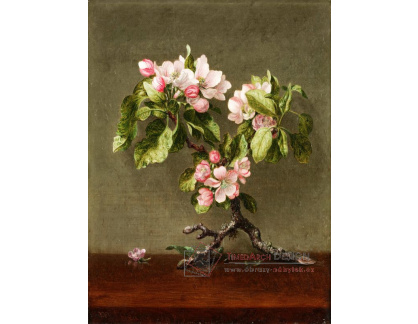 D-8270 Martin Johnson Heade - Jablečný květ