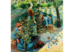 VCP-385 Camille Pissarro - Sběr jablek