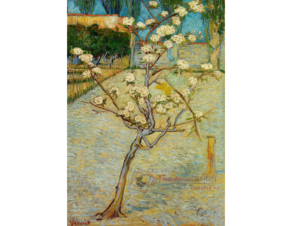 R2-50 Vincent van Gogh - Malá kvetoucí hrušeň
