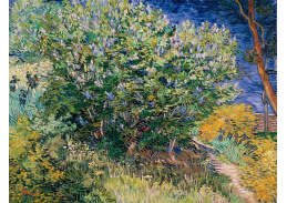 VR2-8 Vincent van Gogh - Šeříkový keř