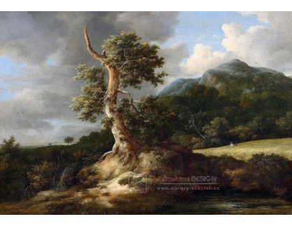 DDSO-3653 Jacob van Ruisdael - Starý strom