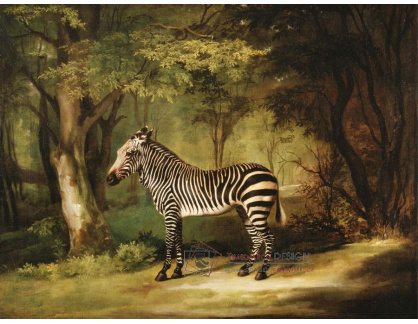 SO X-444 George Stubbs - Zebra