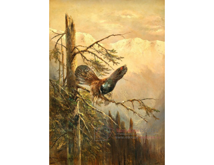 A-7894 Moritz Müller - Tetřev hlušec sedící na větvi
