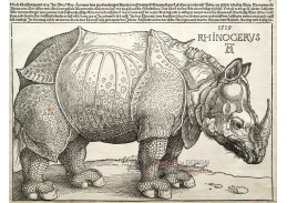 VR12-178 Albrecht Dürer - Nosorožec