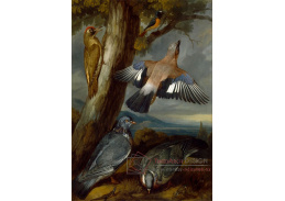 SO XVII-82 Francis Barlow - Strakapoud, holubi a rehek zahradní