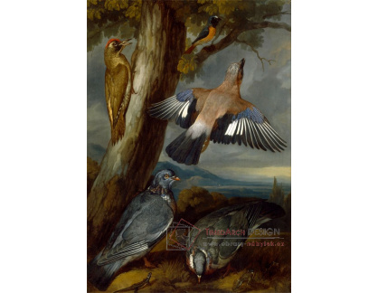 SO XVII-82 Francis Barlow - Strakapoud, holubi a rehek zahradní