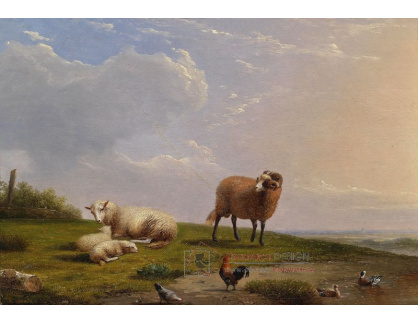 SO VI-274 Frans van Severdonck - Ovce na pozadí vzdálené krajiny