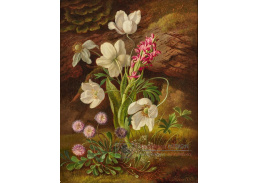 A-8575 Josef Schuster - Sasanky a orchideje v lese