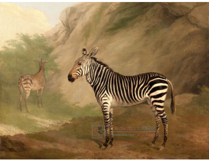 SO V-508 Jacques-Laurent Agasse - Zebra