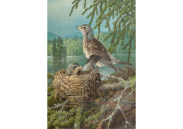SO VII-275 Ferdinand von Wright - Na hnízdě