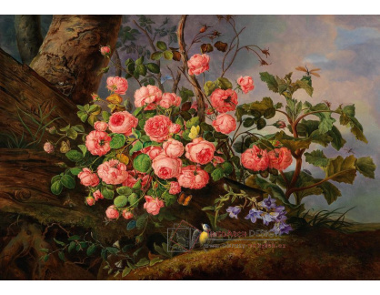 DDSO-1595 Franz Xaver Gruber - Zátiší z růžemi