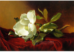 SO VIII-522 Martin Johnson Heade - Zátiší s magnolii