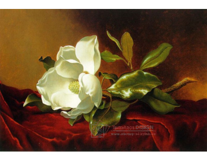 SO VIII-522 Martin Johnson Heade - Zátiší s magnolii