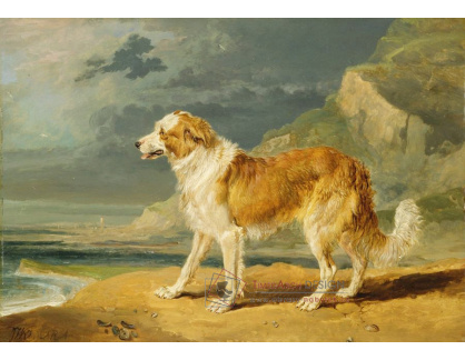 SO IX 247 James Ward - Rough-Coated Collie