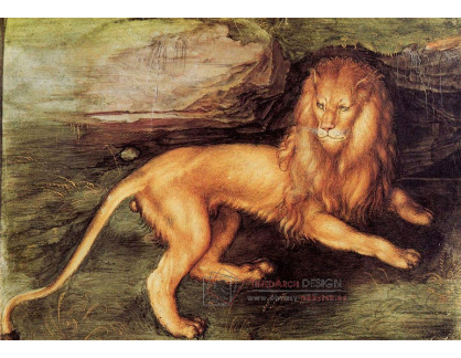 R12-123 Albrecht Dürer - Lev
