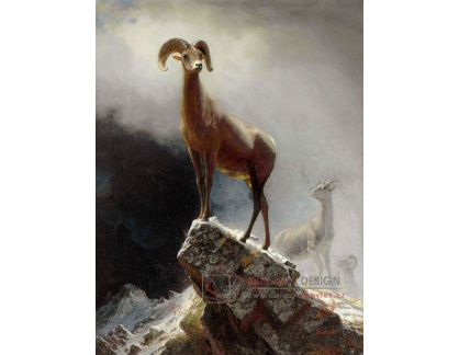 XV-53 Albert Bierstadt - Ovce ve Skalnatých horách