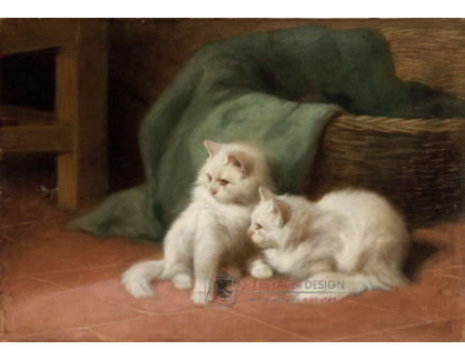 SO XVI-269 Arthur Heyer - Dvě koťata