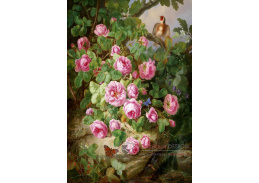 VKZ 450 Josef Lauer - Zátiší s růžemi