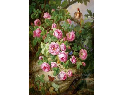 VKZ 450 Josef Lauer - Zátiší s růžemi