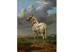 VH798 Paulus Potter - Kůň s lovci a chrty na pozadí