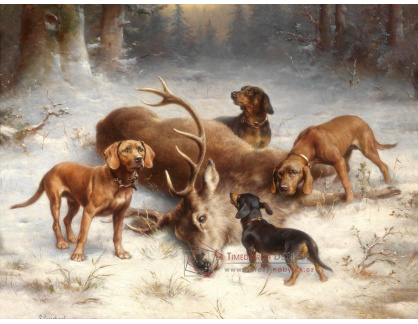 SO XVI-370 Carl Reichert - Bloodhoundi u uloveného jelena